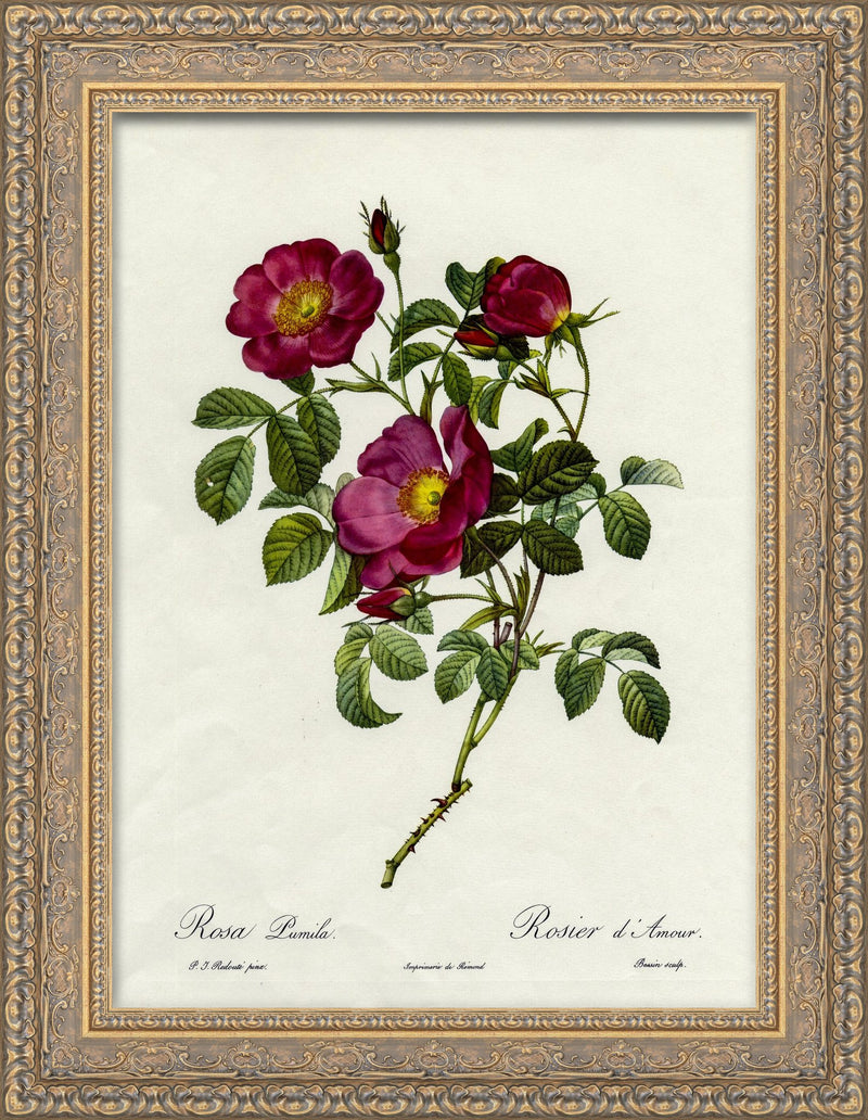 Rosa Pumila, Rosier d'Amour – Pierre-Joseph Redouté, 1817