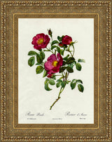 Rosa Pumila, Rosier d'Amour – Pierre-Joseph Redouté, 1817