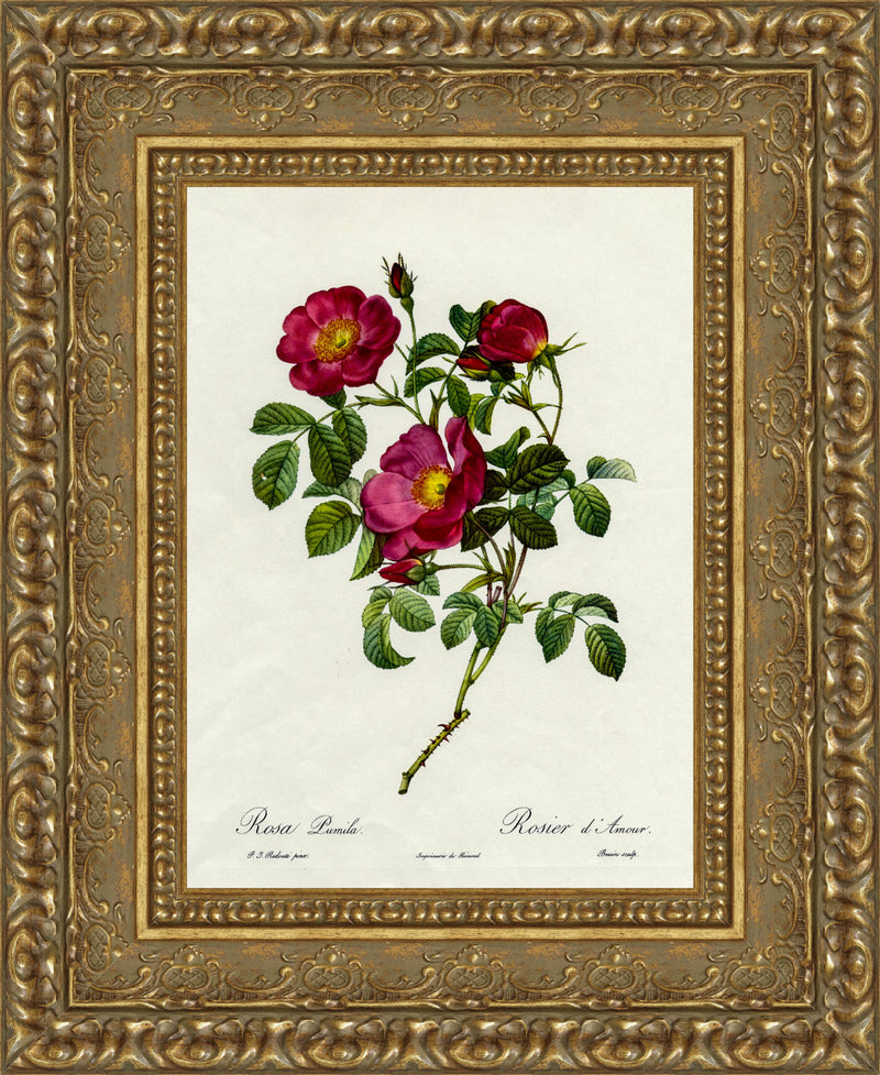 Rosa Pumila, Rosier d'Amour – Pierre-Joseph Redouté, 1817