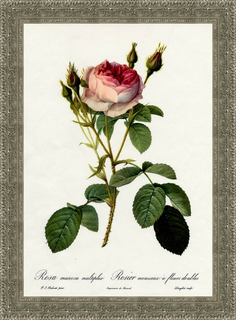 Rosa Muscosa Multiplex (Moss Rose) – Pierre-Joseph Redouté, 1817