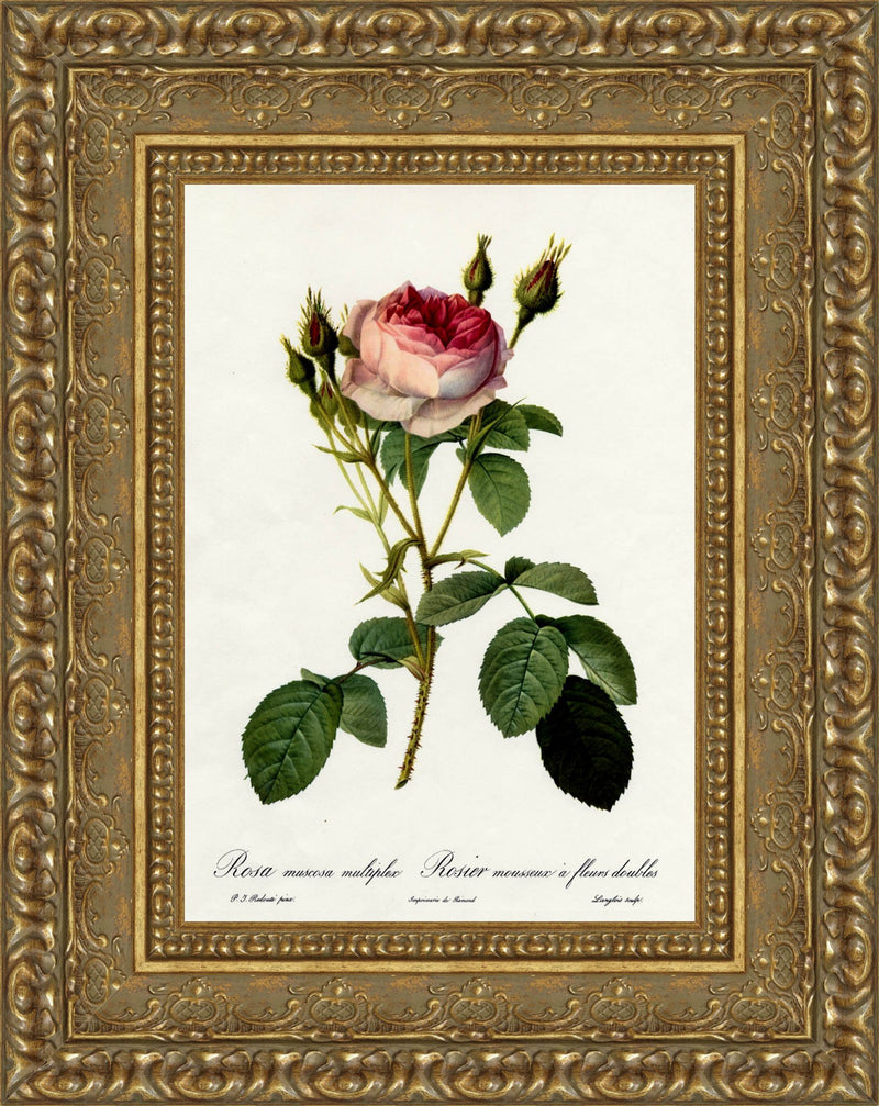 Rosa Muscosa Multiplex (Moss Rose) – Pierre-Joseph Redouté, 1817