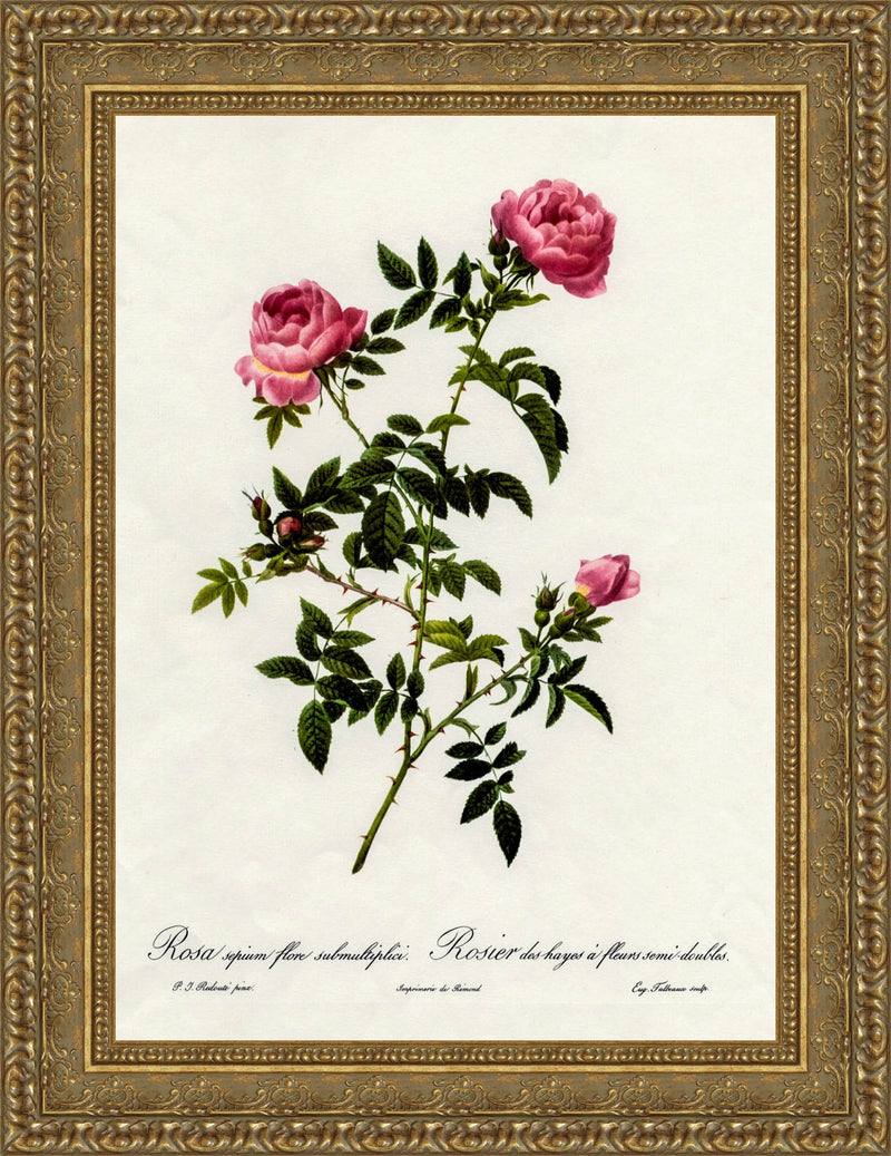 Rosa Sepium Flore Submultiplici (Rosier des Hayes à Fleurs Semi-Doubles) – Pierre-Joseph Redouté, 1817