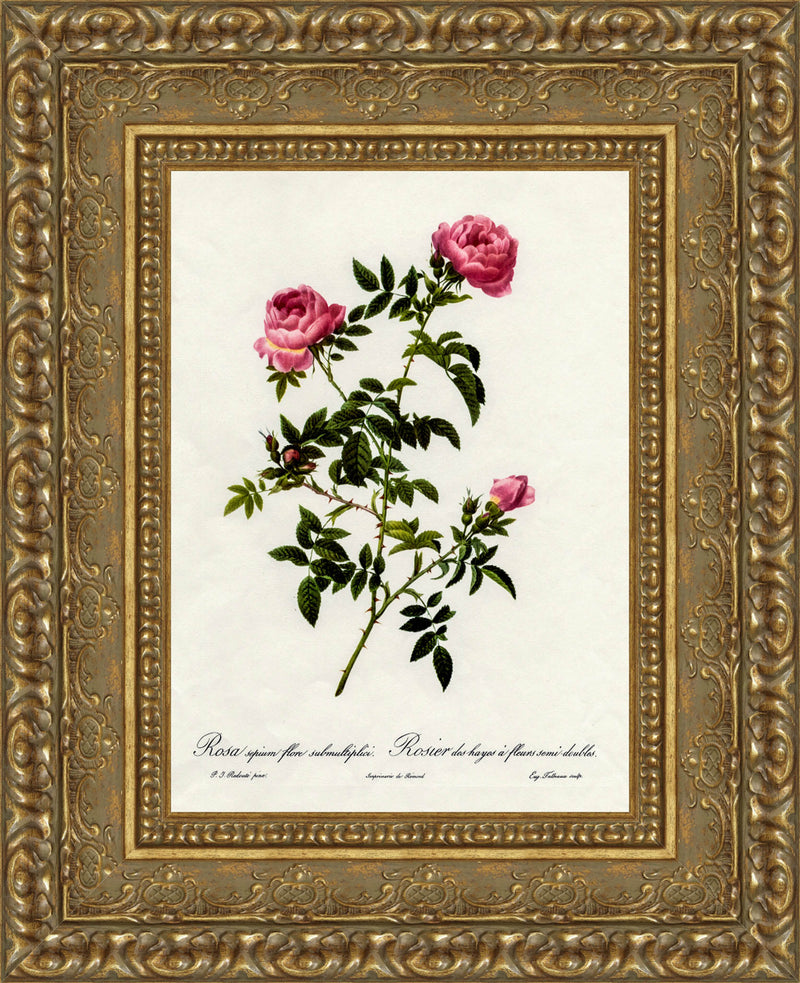 Rosa Sepium Flore Submultiplici (Rosier des Hayes à Fleurs Semi-Doubles) – Pierre-Joseph Redouté, 1817