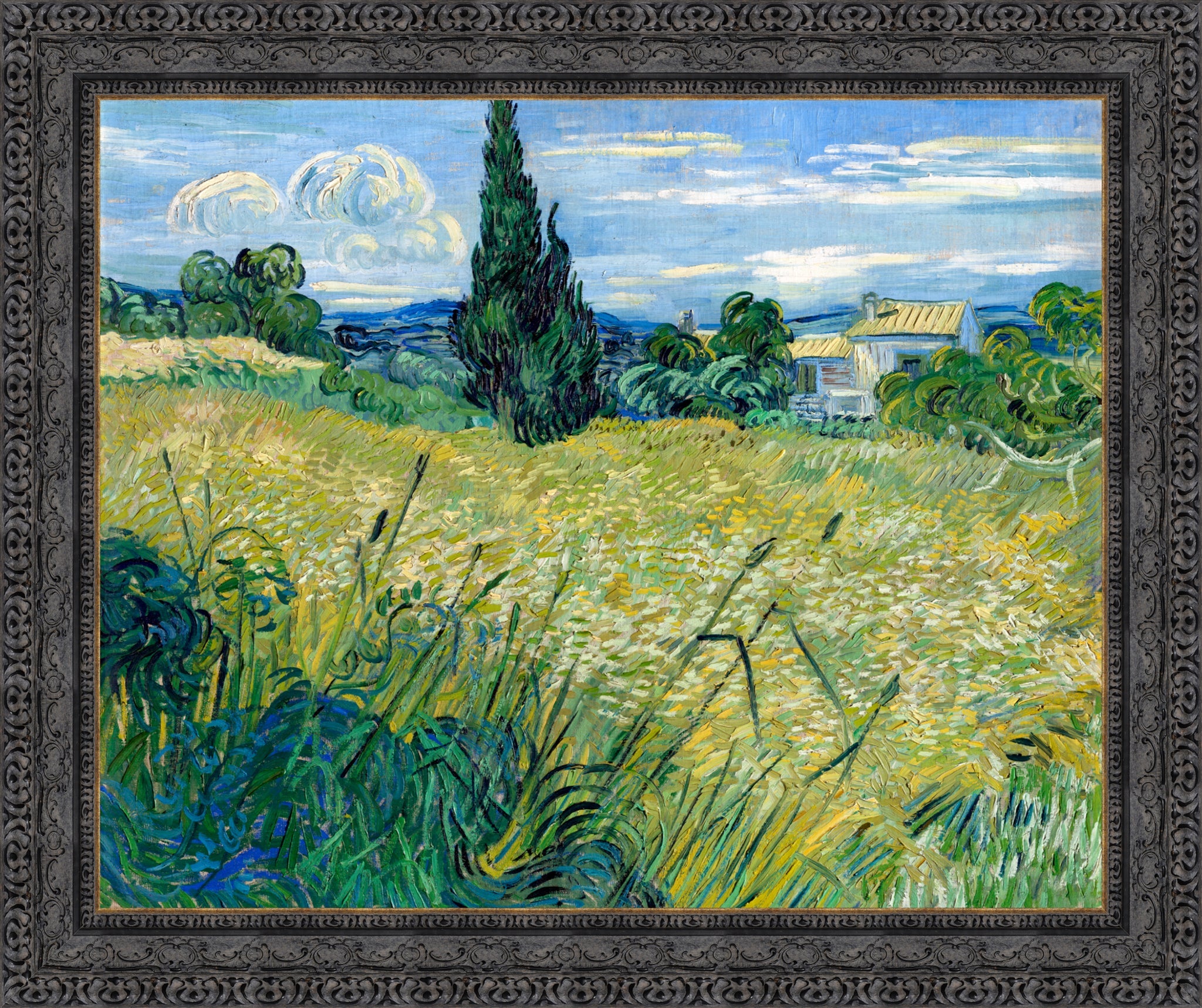 Green Wheat Field with Cypress