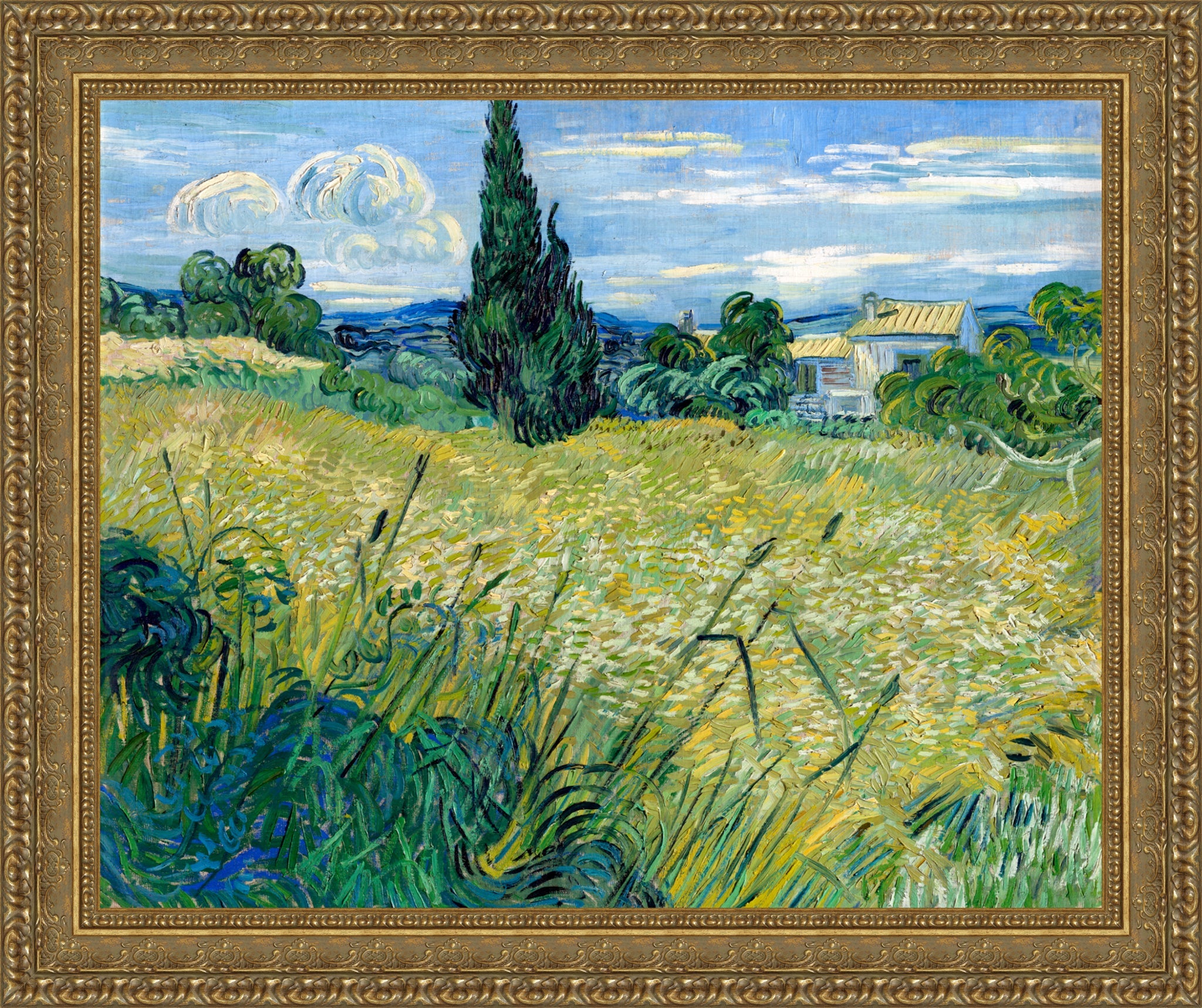 Green Wheat Field with Cypress