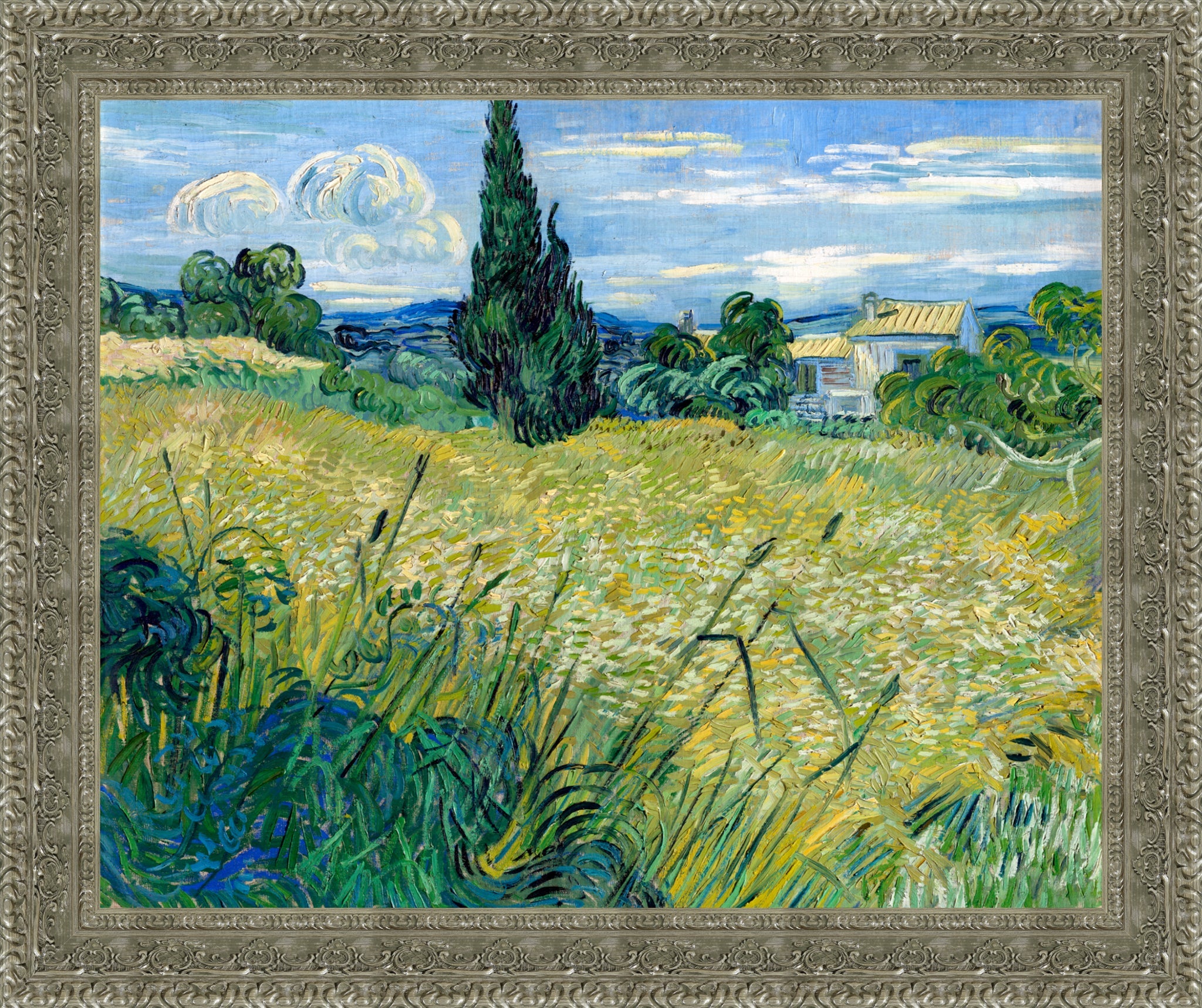 Green Wheat Field with Cypress