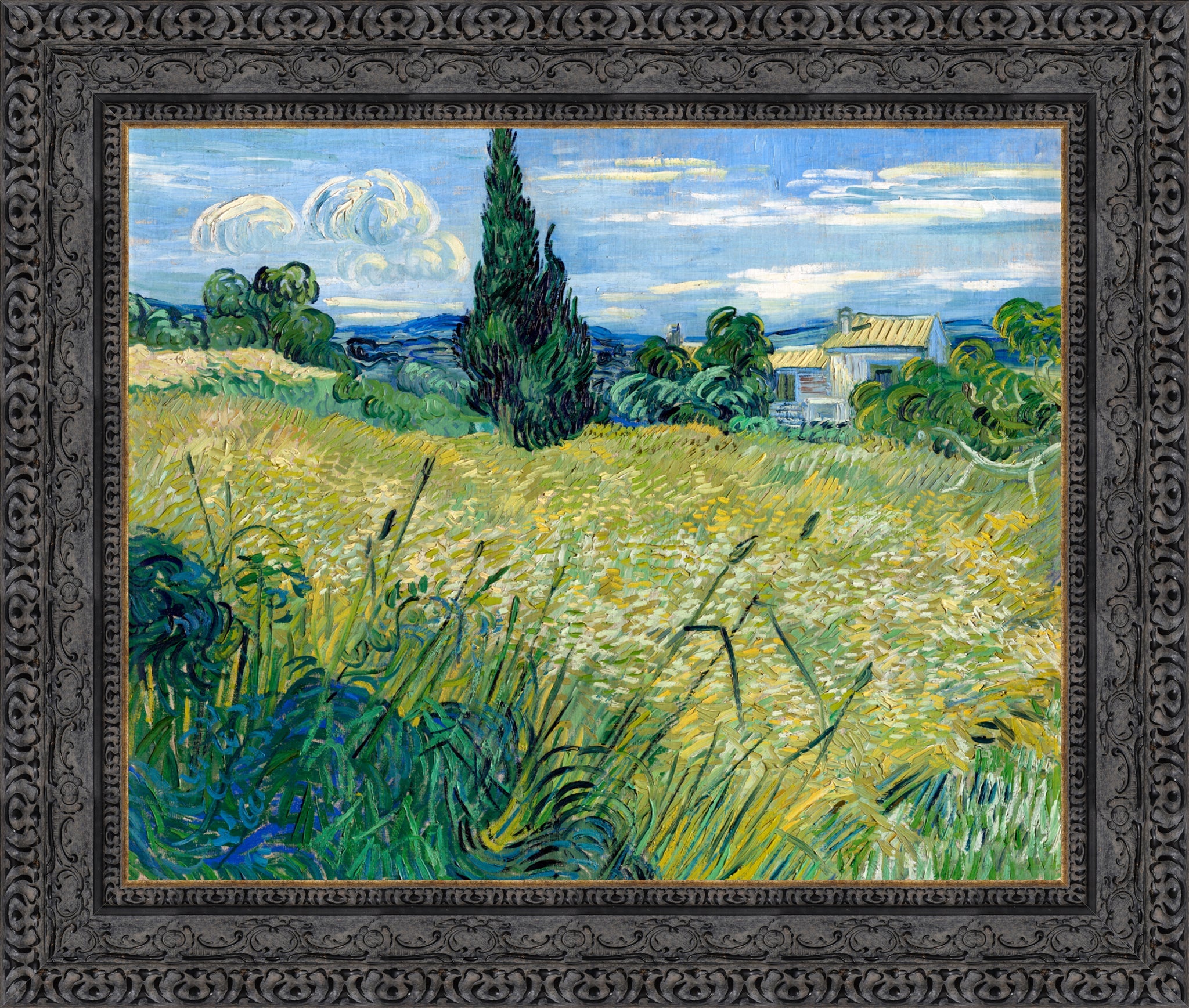 Green Wheat Field with Cypress