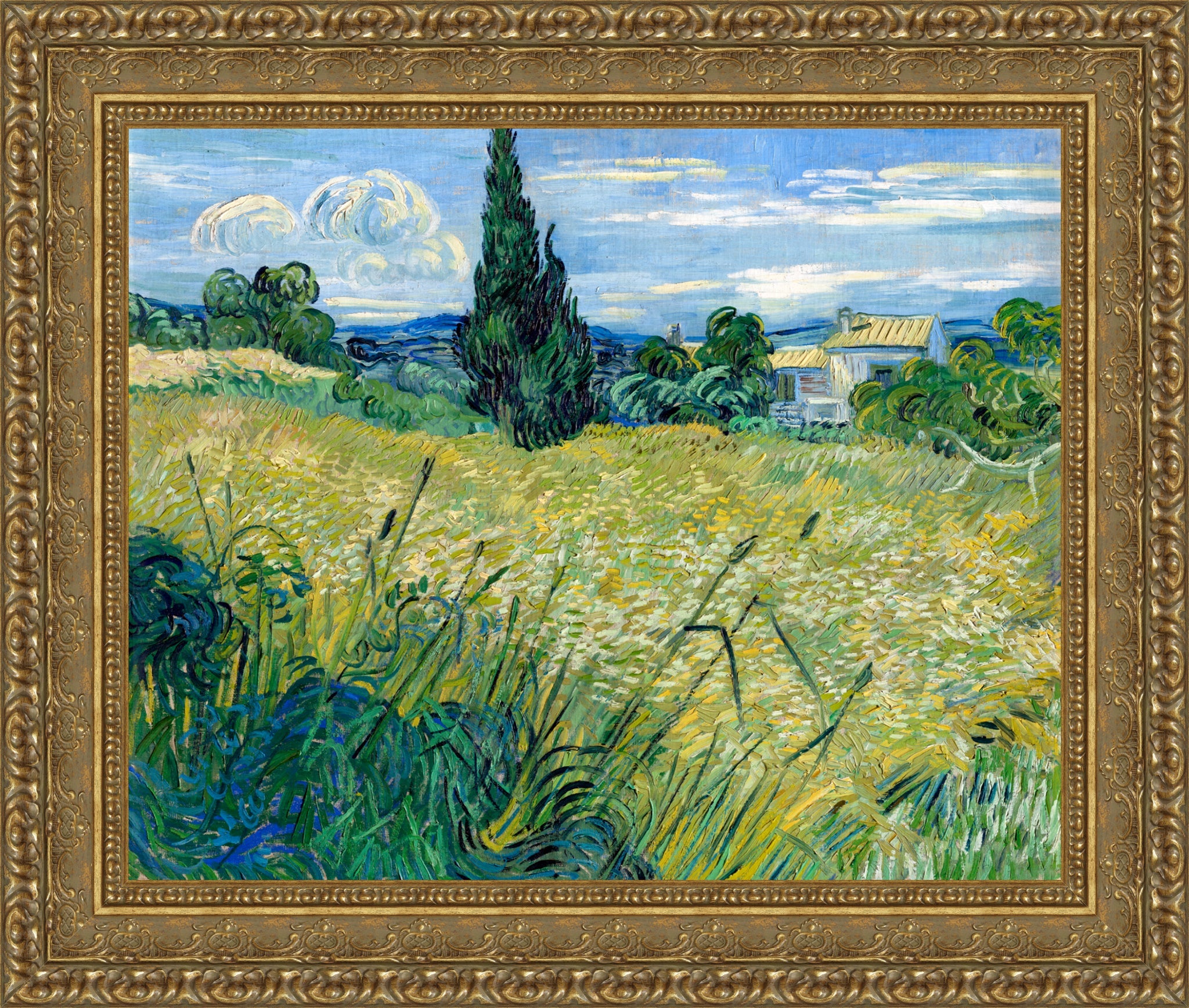 Green Wheat Field with Cypress