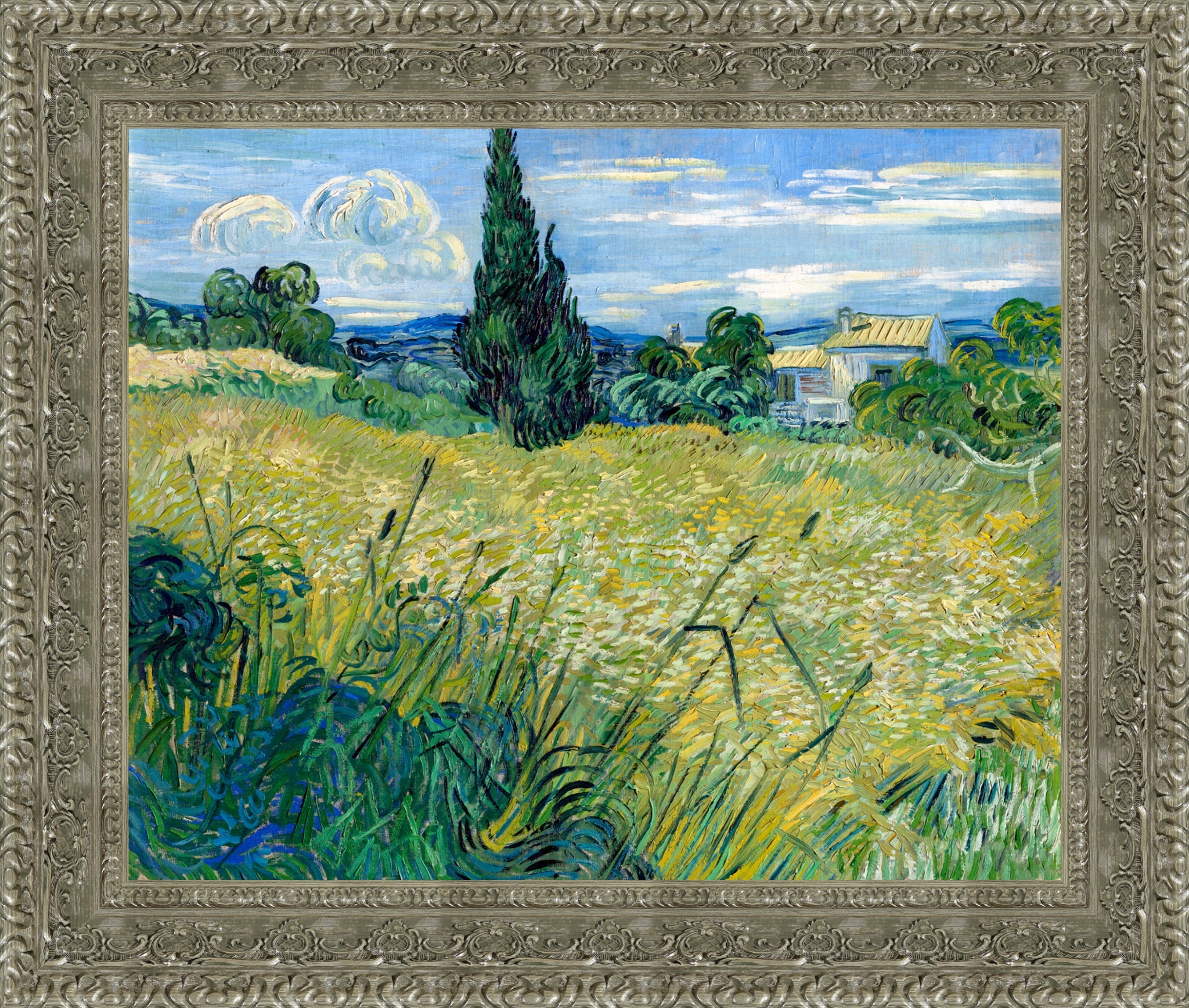 Green Wheat Field with Cypress