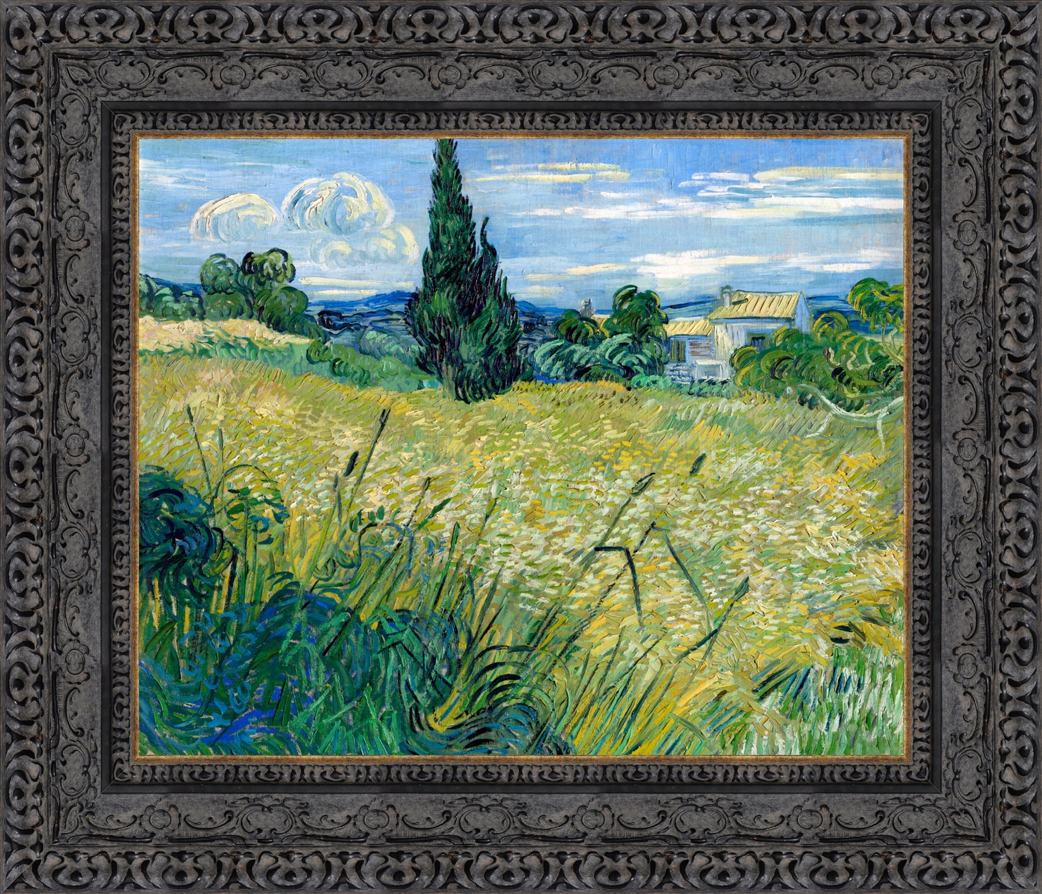 Green Wheat Field with Cypress