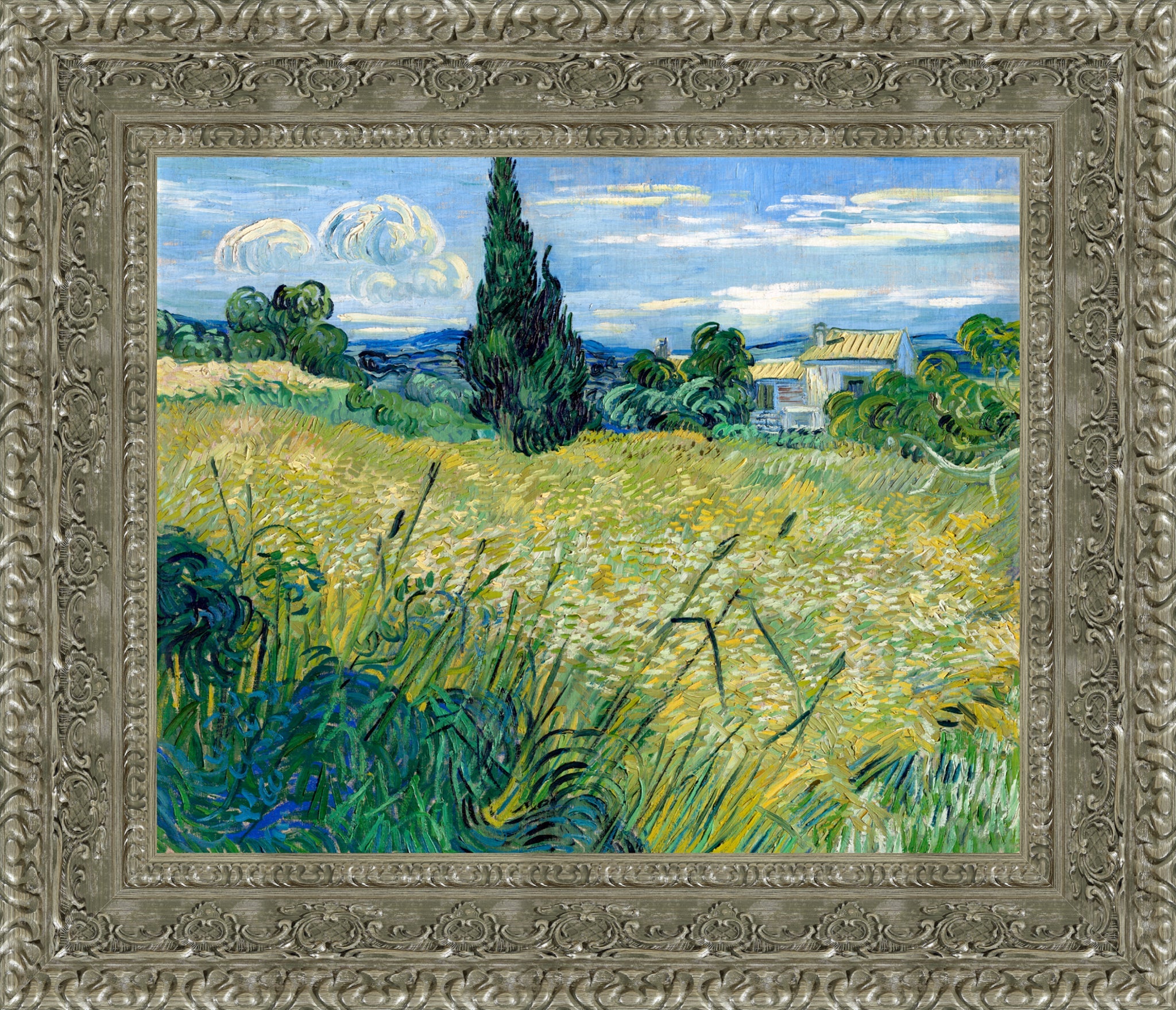 Green Wheat Field with Cypress