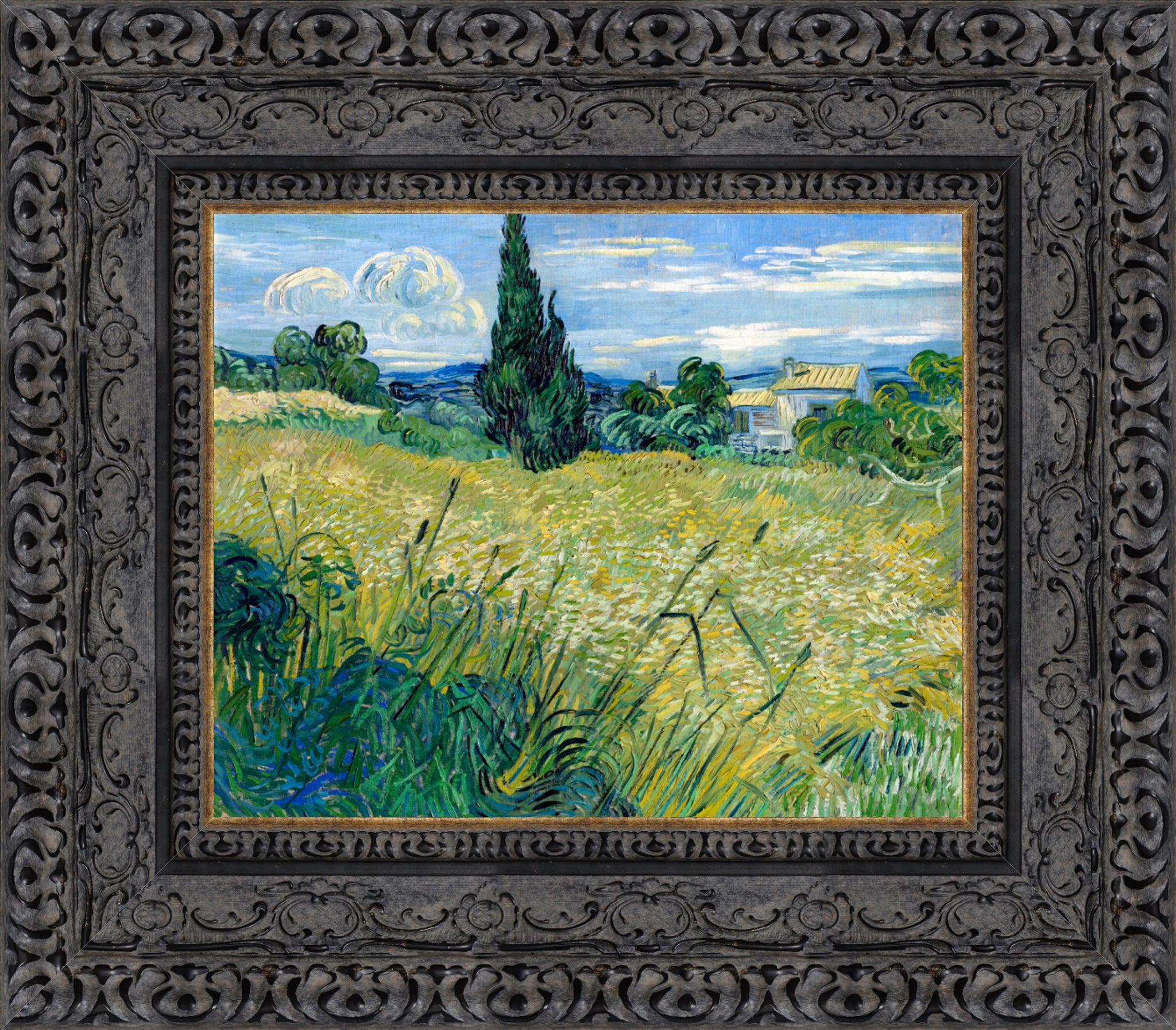 Green Wheat Field with Cypress