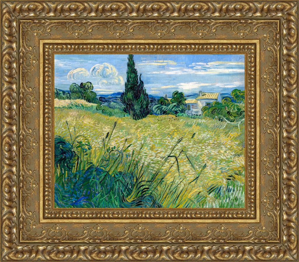 Green Wheat Field with Cypress