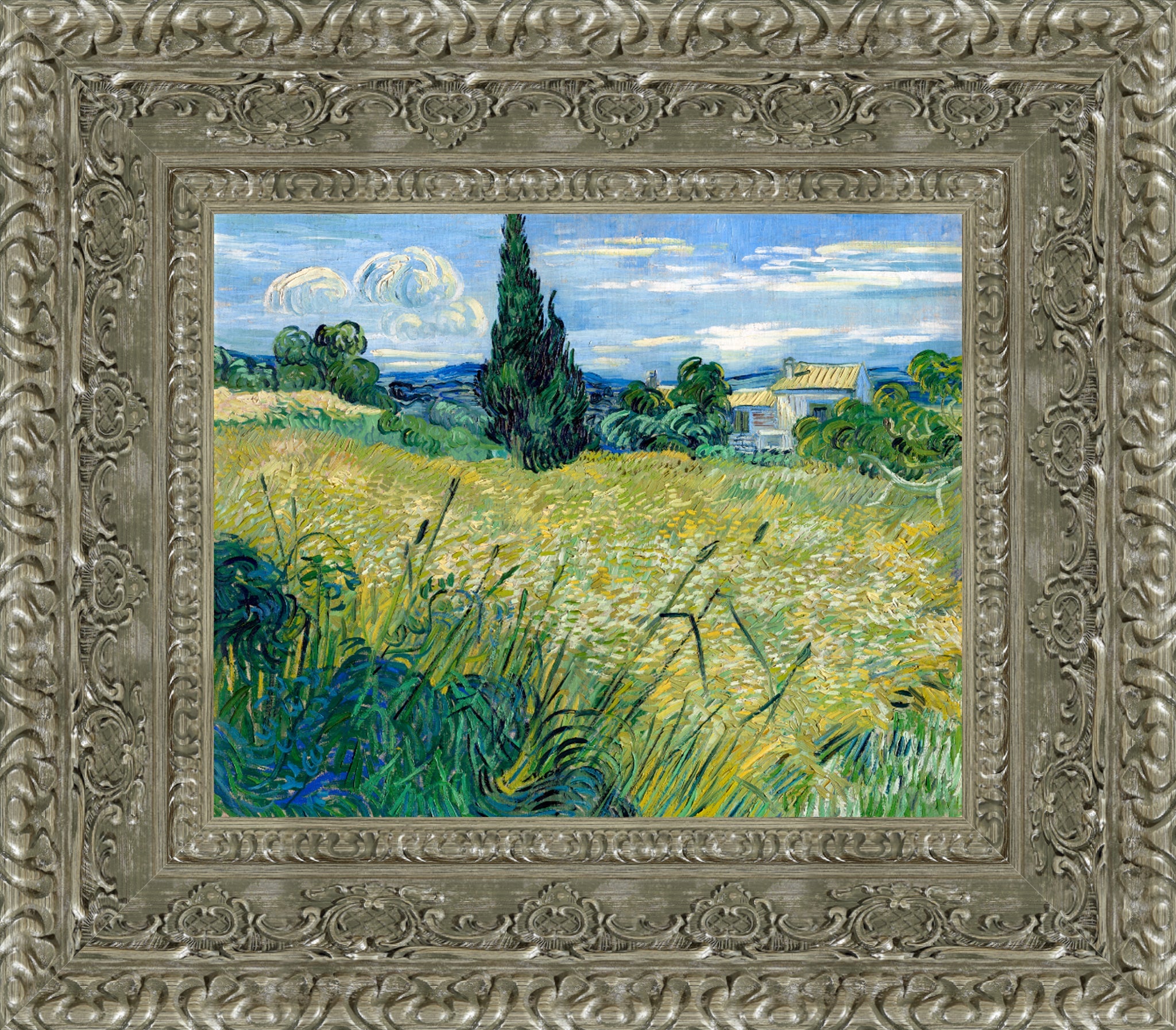 Green Wheat Field with Cypress